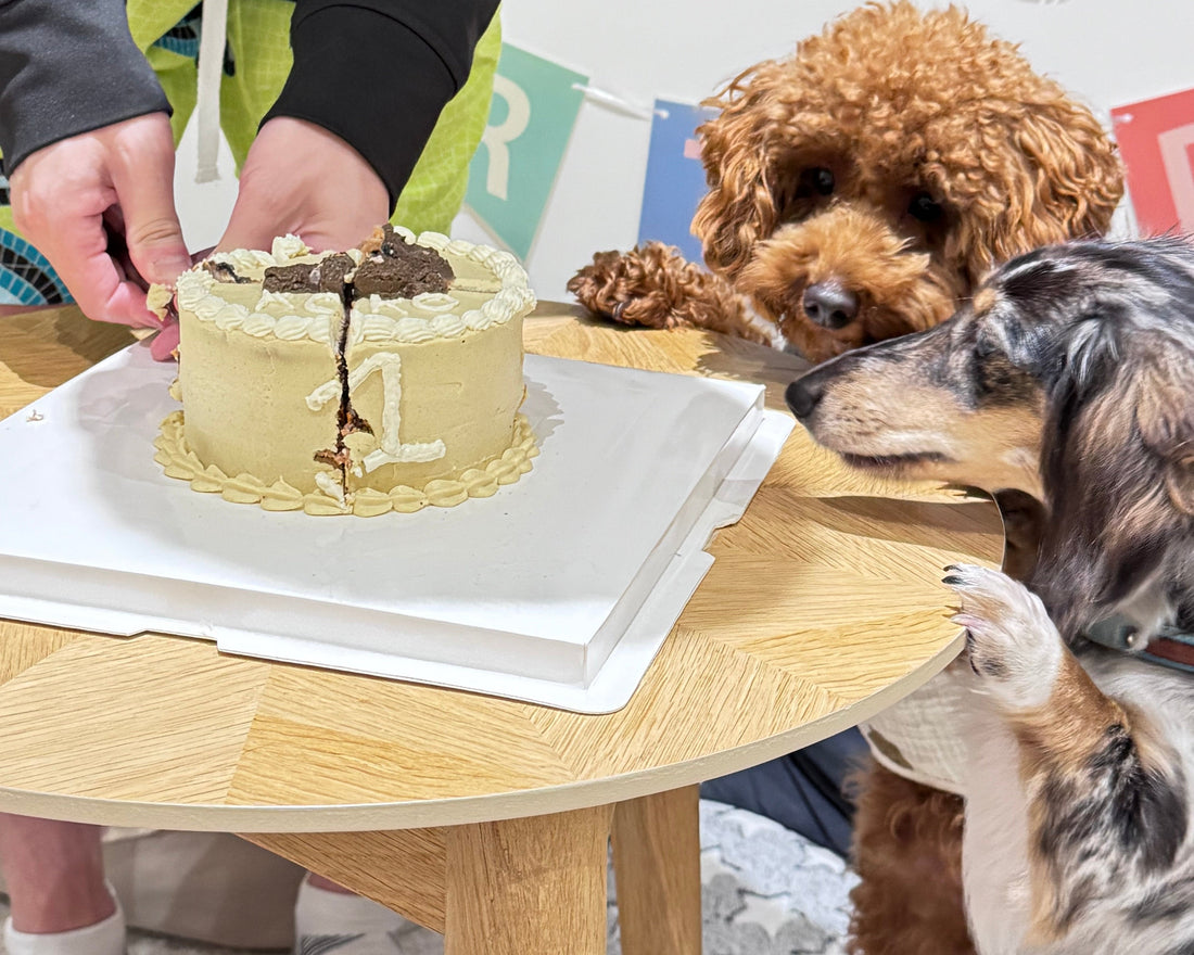 Pet birthday party with dog friends, dogs sharing a pet safe birthday cake