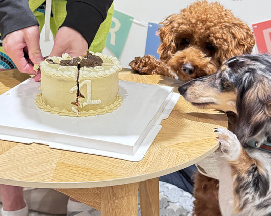 Pet birthday party with dog friends, dogs sharing a pet safe birthday cake