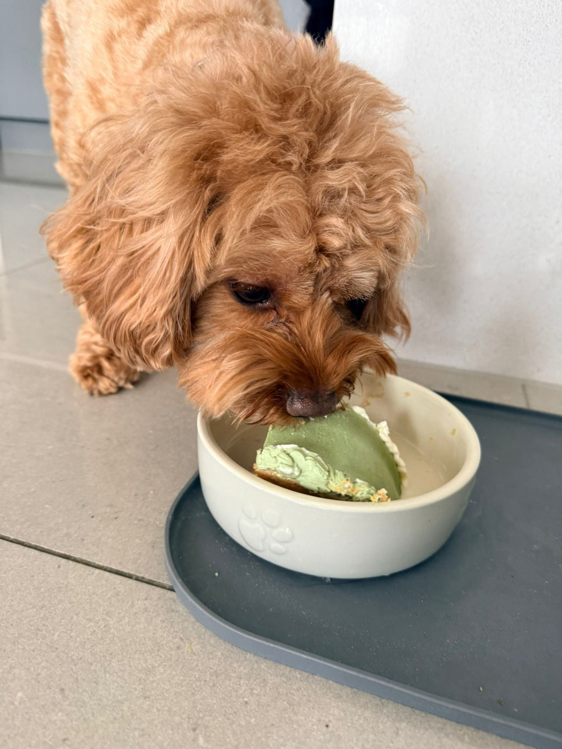 Poodle eating a soft, human-grade cake for birthday