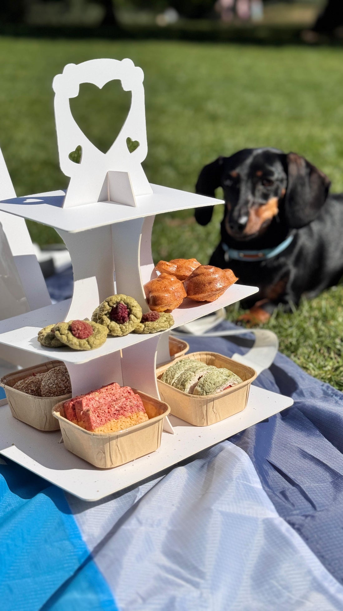Dachshund having doggie afternoon tea at the park