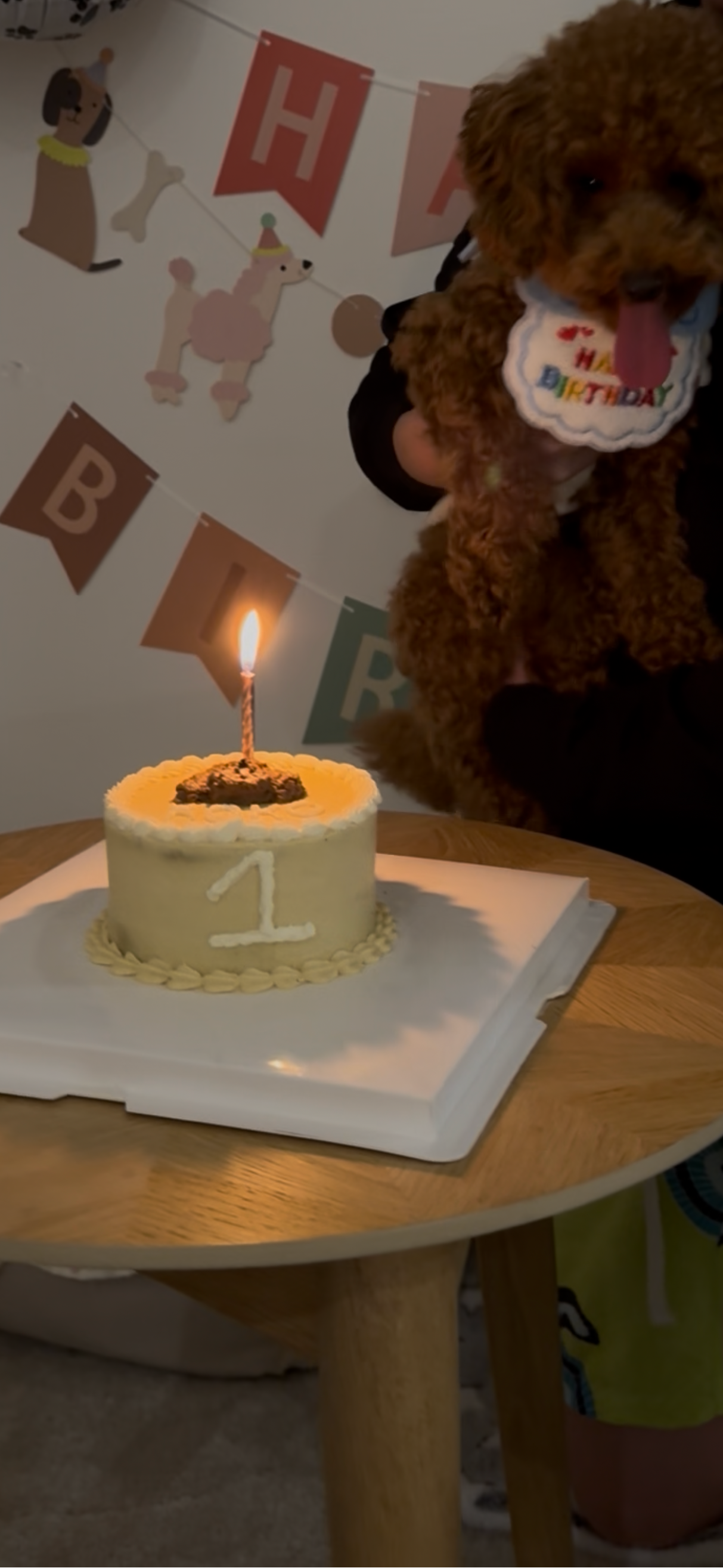 Small birthday cake with a lit candle on a table, next to a brown poodle wearing a birthday collar